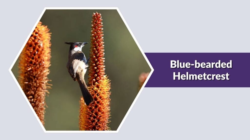 Blue-bearded Helmetcrest