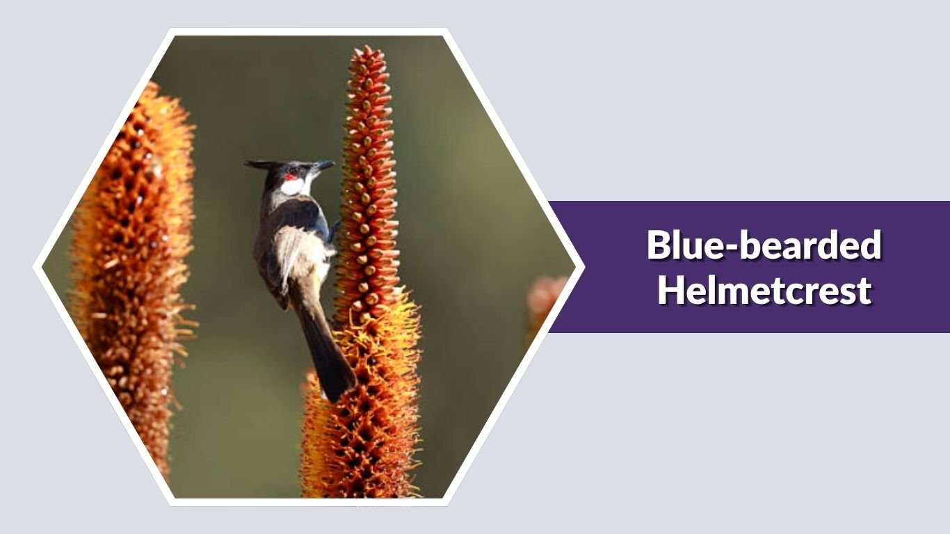 25 Common Types of Blue Hummingbirds: Id with Picture