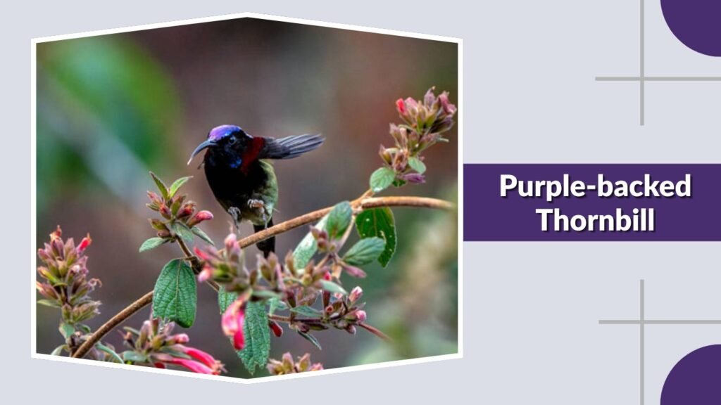Purple-backed Thornbill