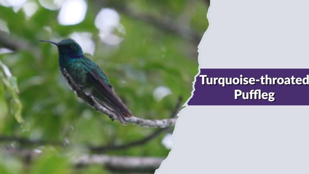 Turquoise-throated Puffleg