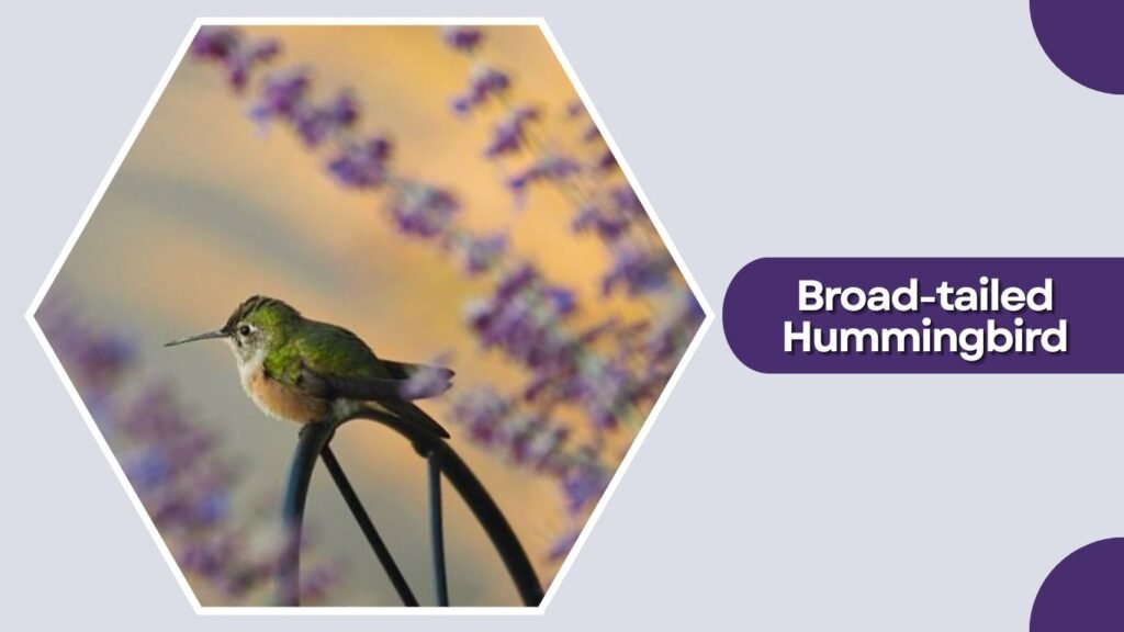 Broad-tailed Hummingbird