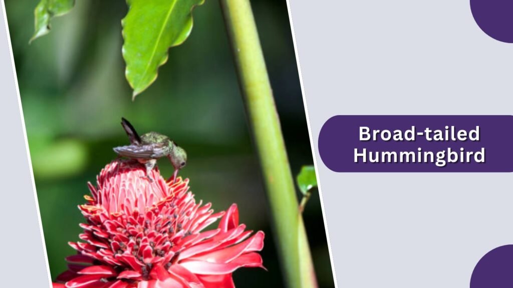  Broad-tailed Hummingbird