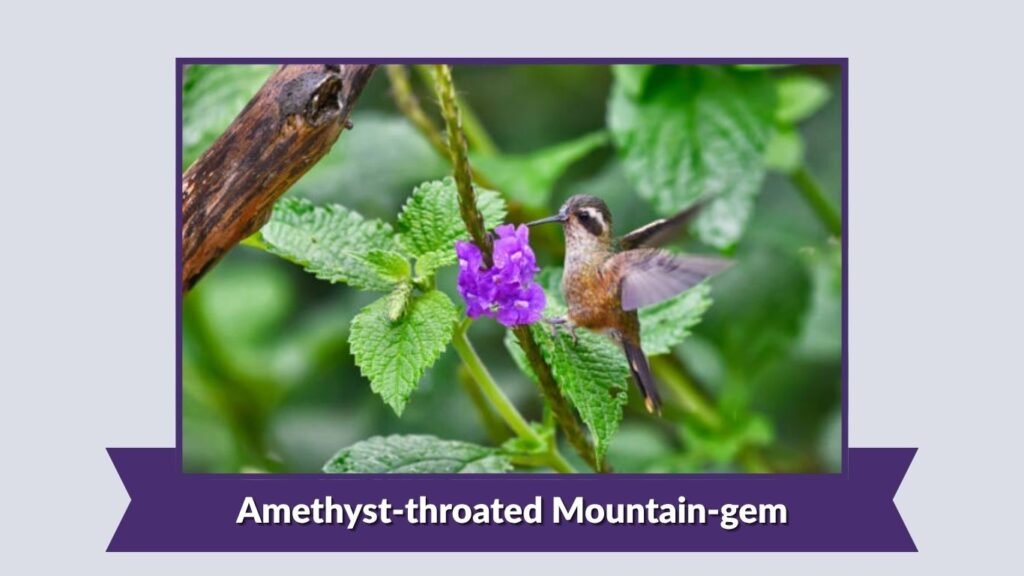 Amethyst-throated Mountain-gem