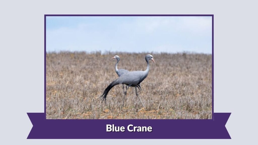 Blue Crane