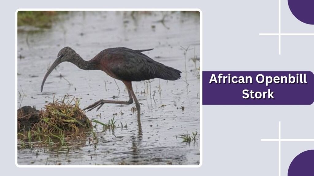African Openbill Stork