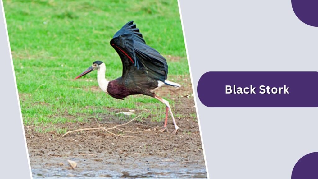Black Stork