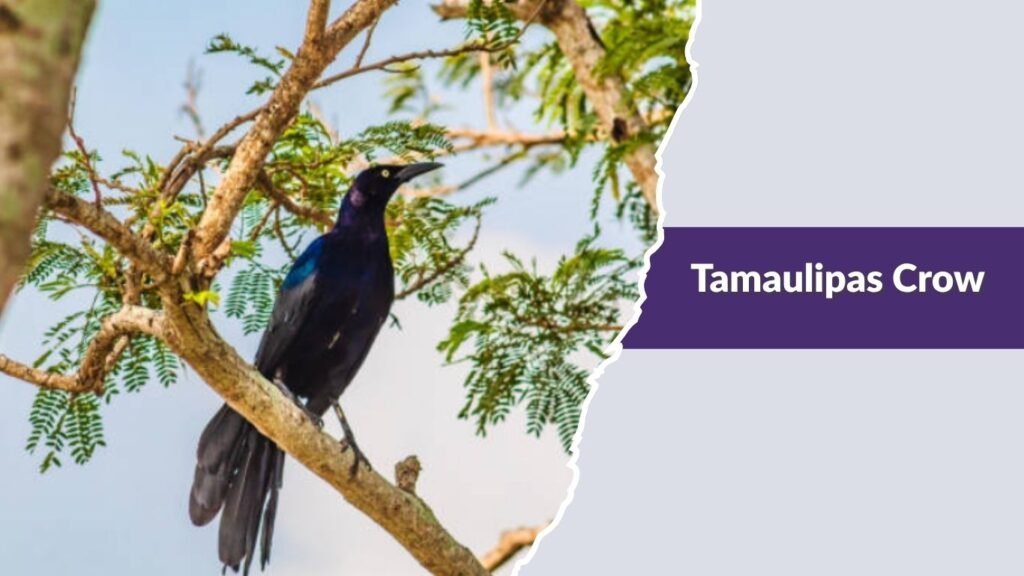 Tamaulipas Crow