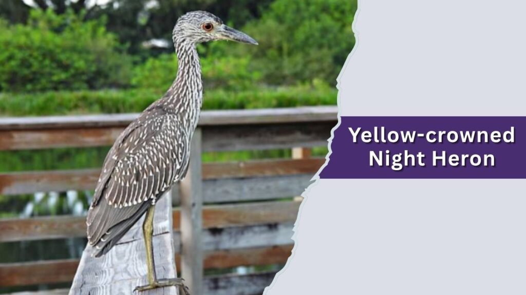  Yellow-crowned Night Heron