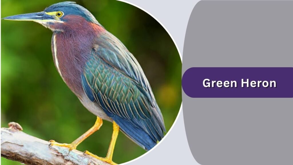Green Heron