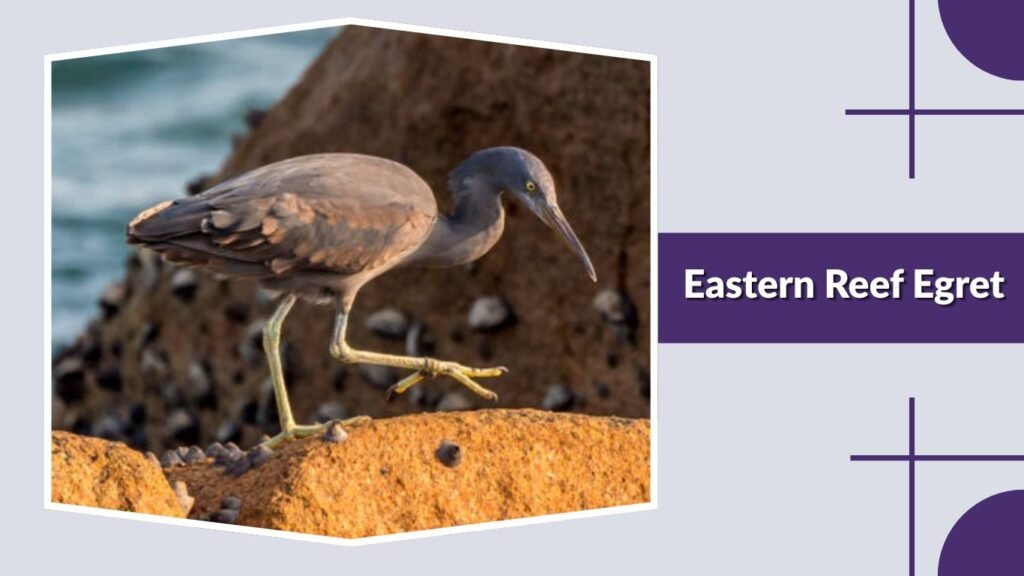 Eastern Reef Egret