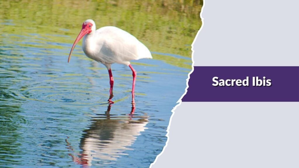 Sacred Ibis