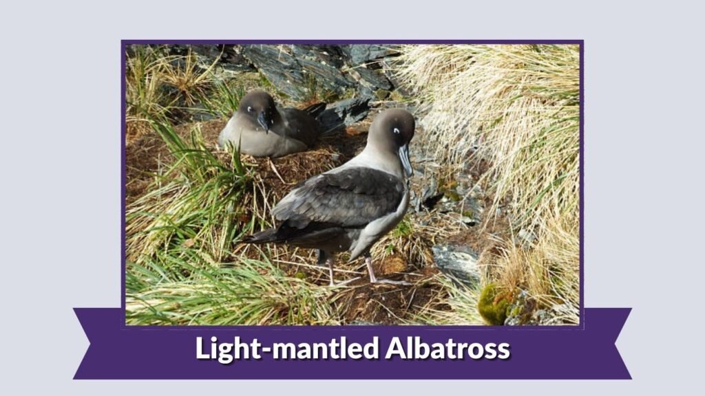 Light-mantled Albatross