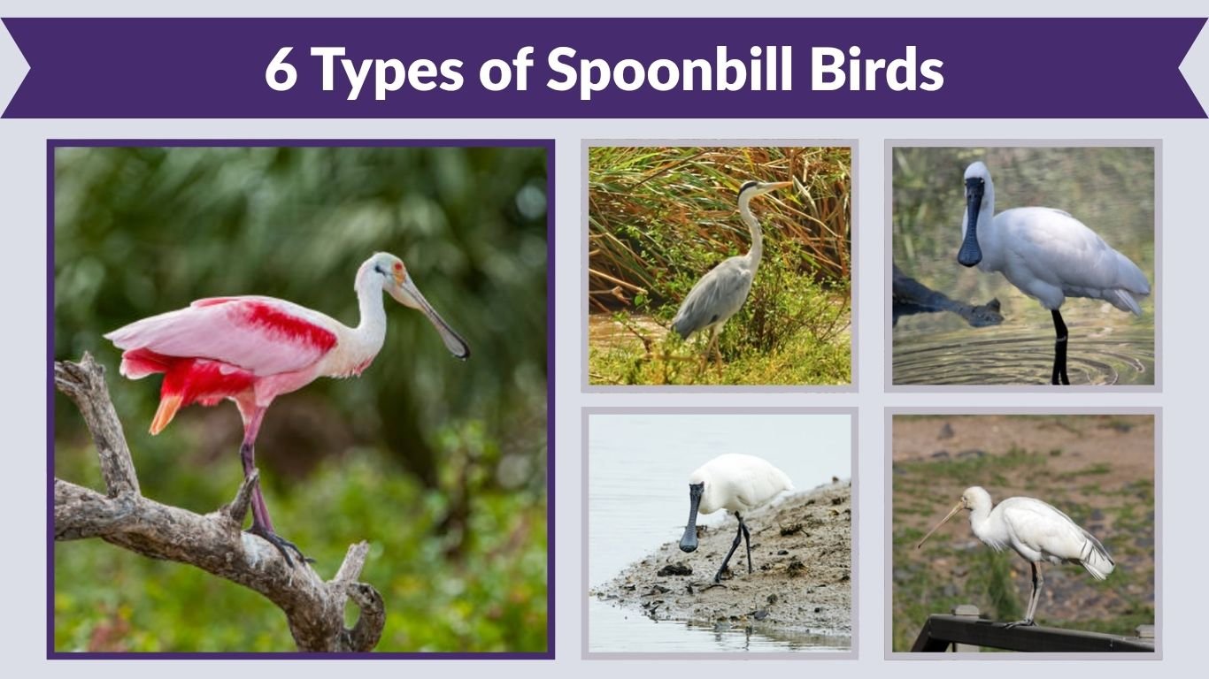 6 Types of Spoonbill Birds: Different Species Identification