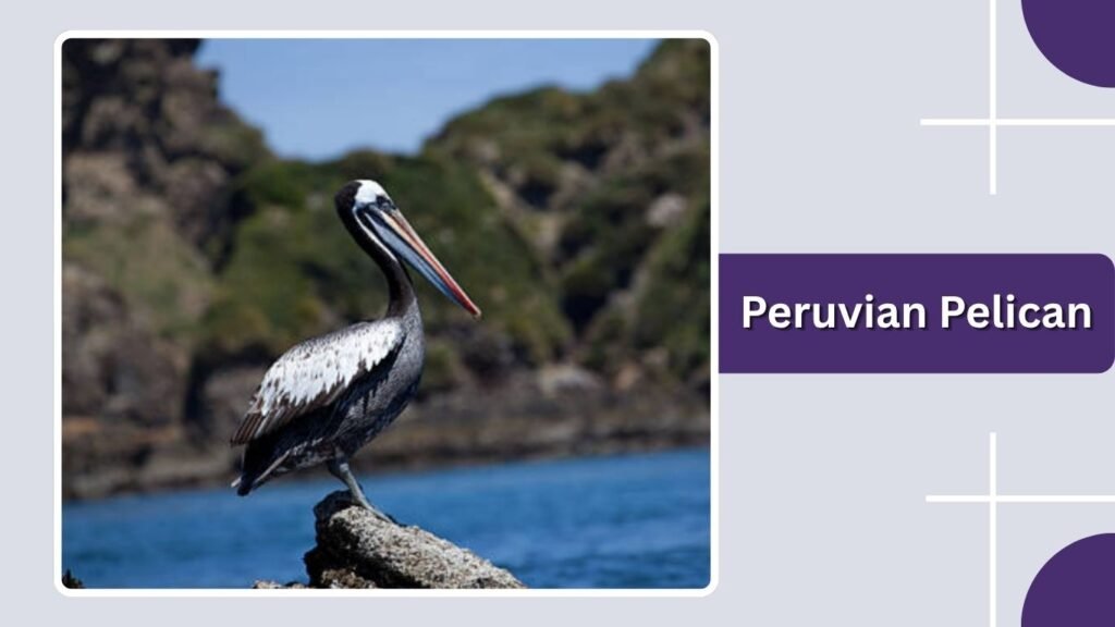 Peruvian Pelican