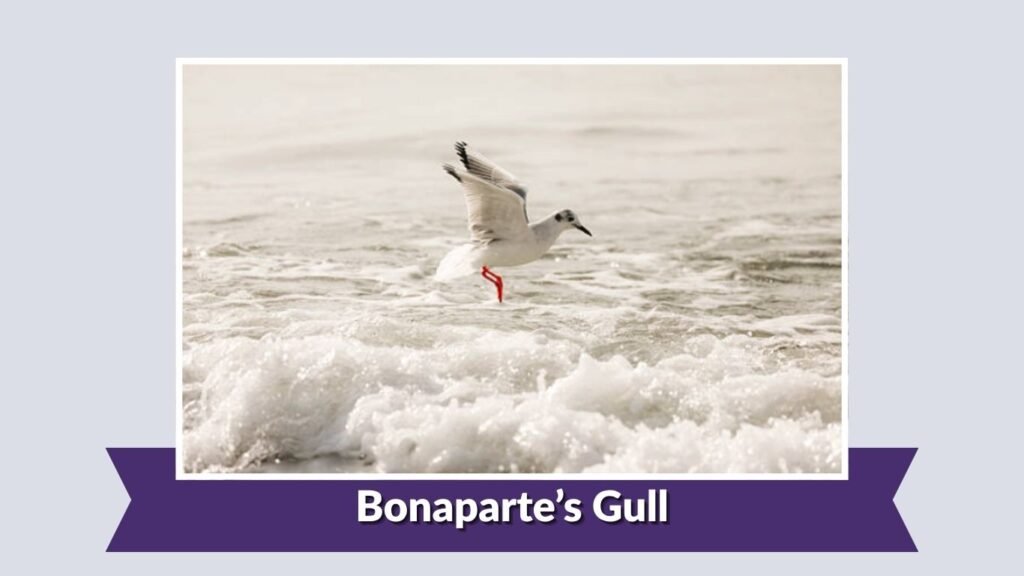 Bonaparte’s Gull