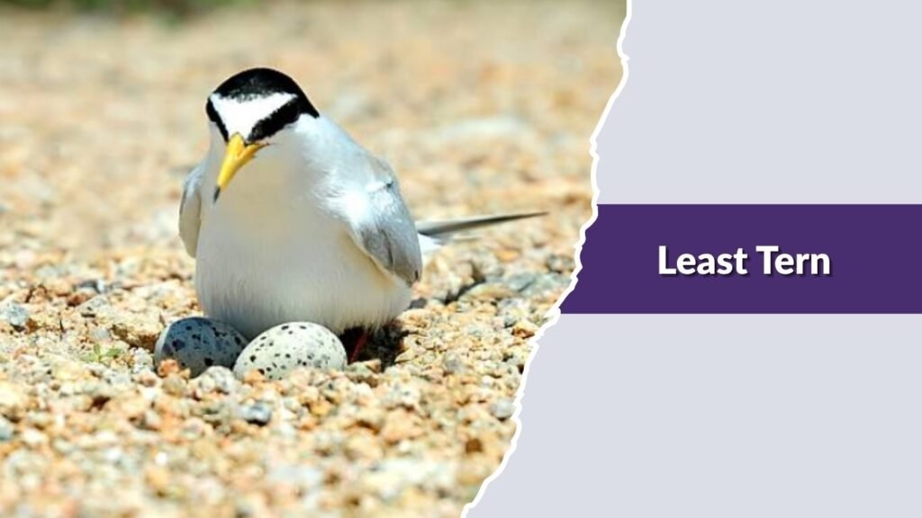 Least Tern