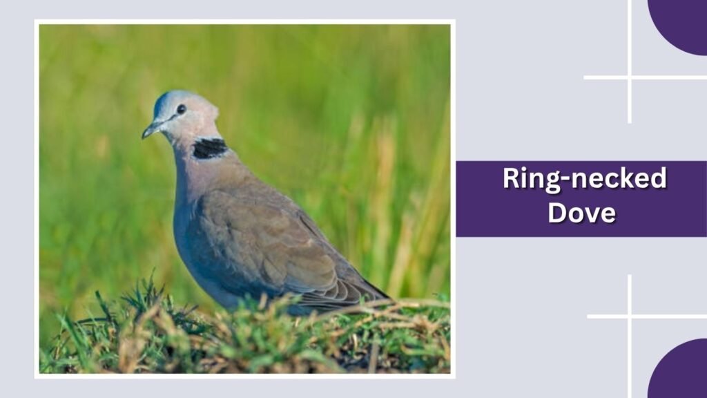  Ring-necked Dove