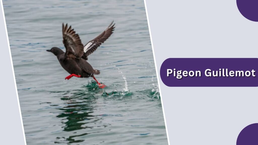 Pigeon Guillemot