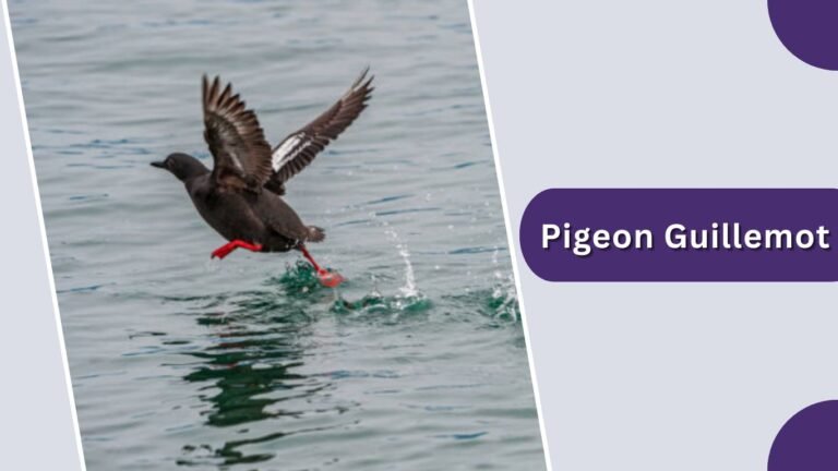 20 Types of Auk Birds: Species Identification Guide