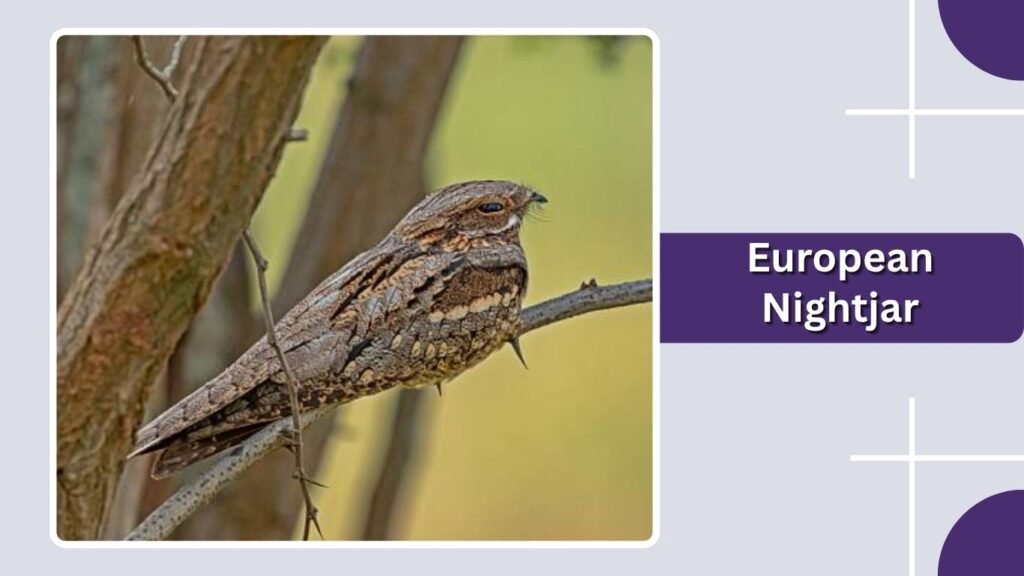 European Nightjar