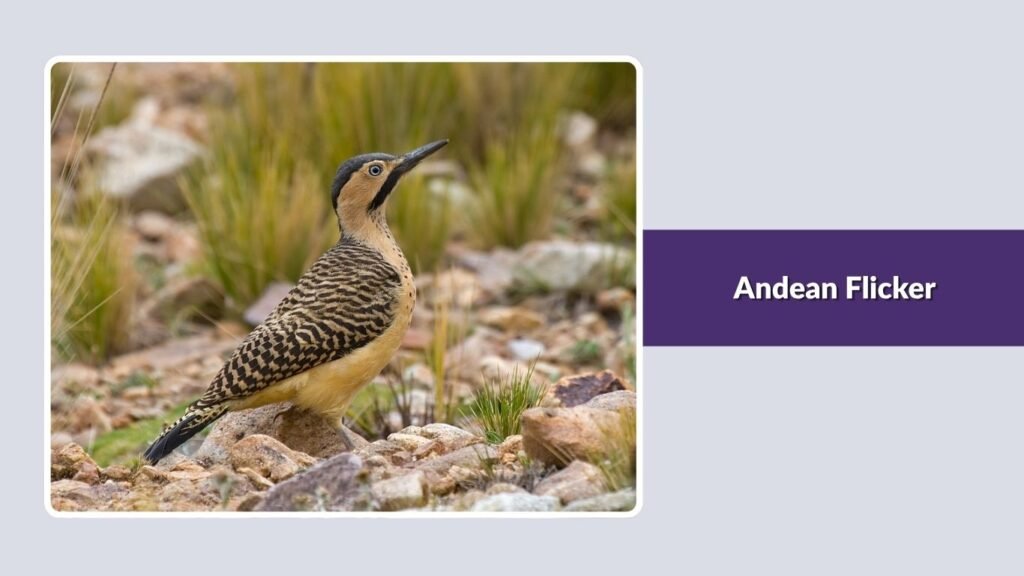 Andean Flicker