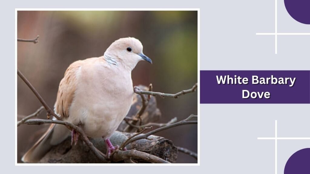 White Barbary Dove