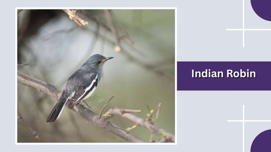 Indian Robin
