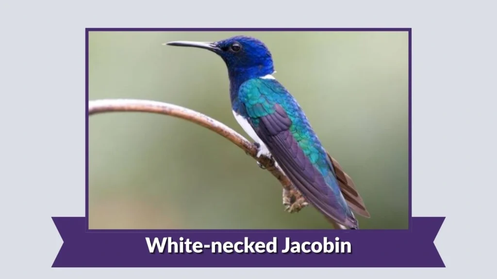 White-necked Jacobin