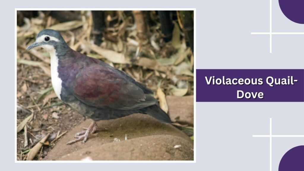  Violaceous Quail-Dove
