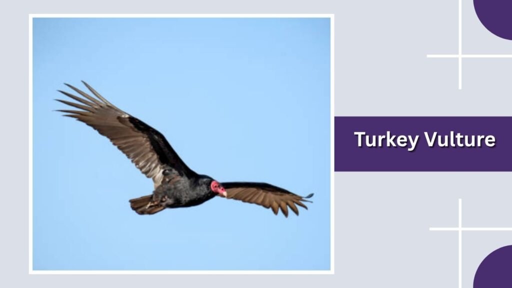 Turkey Vulture
