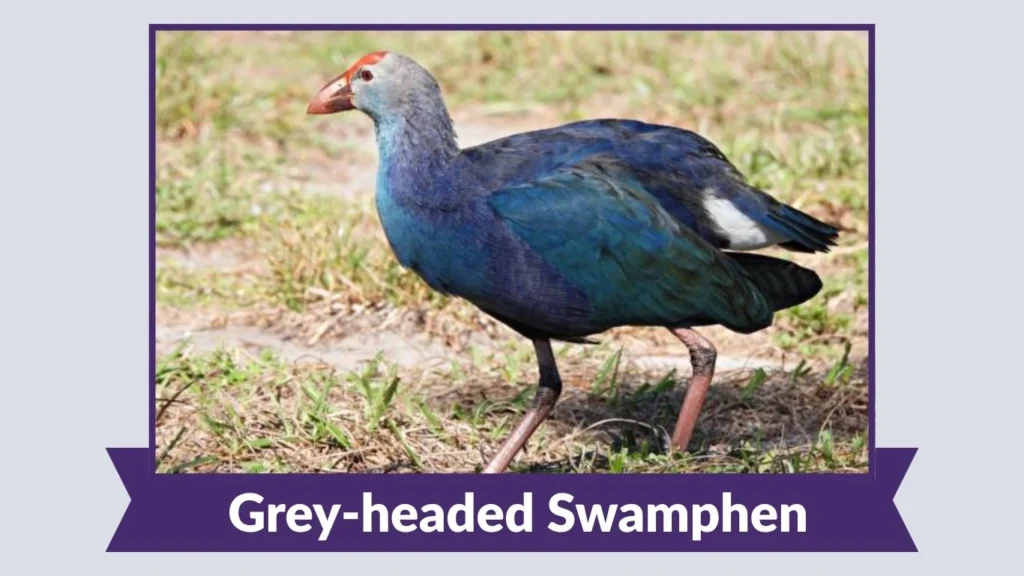 Grey-headed Swamphen