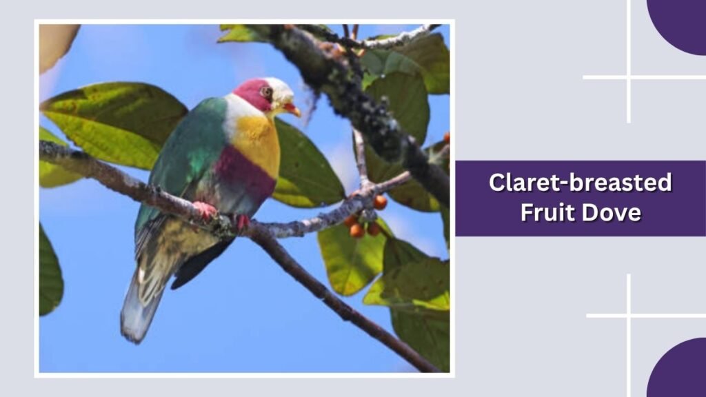 Claret-breasted Fruit Dove