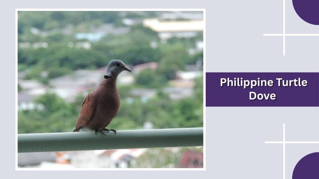  Philippine Turtle Dove