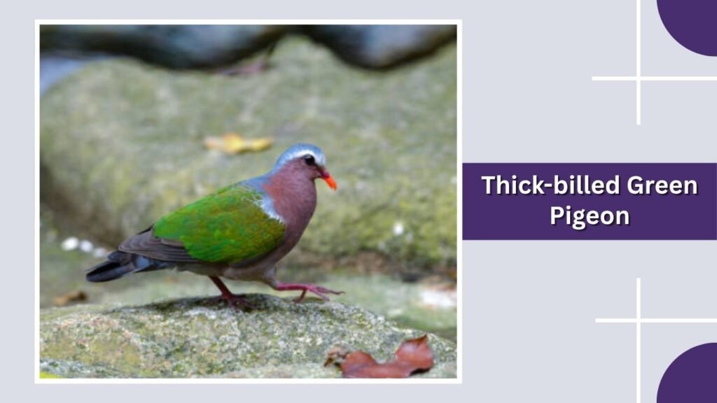 Thick-billed Green Pigeon