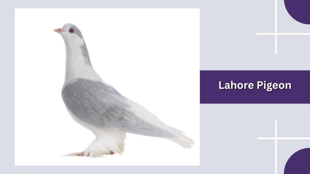  Lahore Pigeon