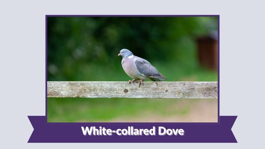 White-collared Dove