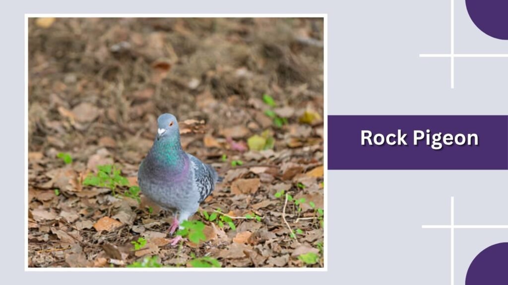  Rock Pigeon