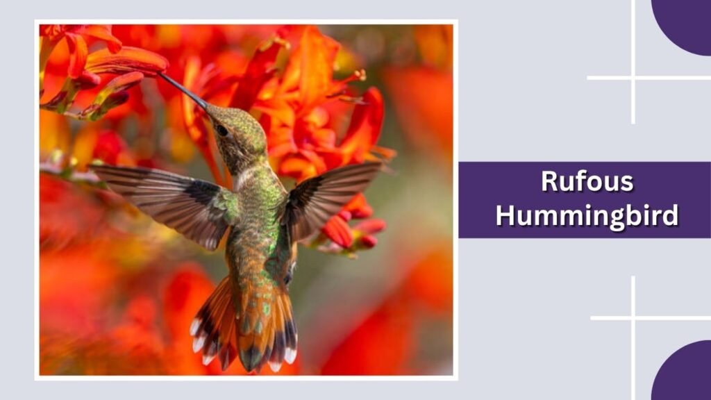 Rufous Hummingbird