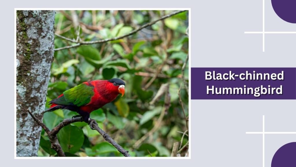 Black-chinned Hummingbird