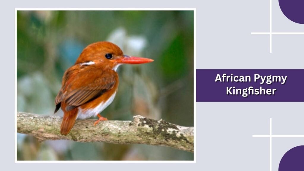  African Pygmy Kingfisher