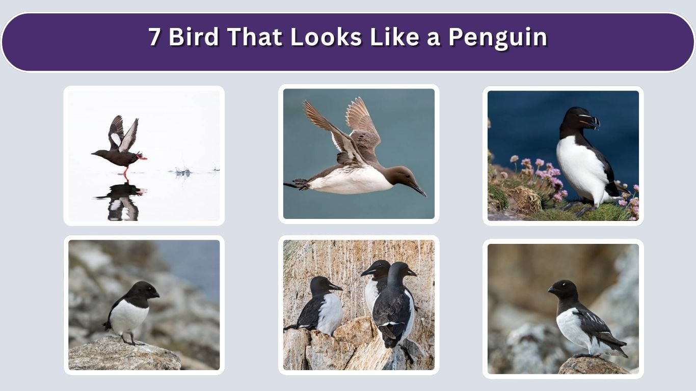 7 Bird That Looks Like a Penguin: Identification with Picture