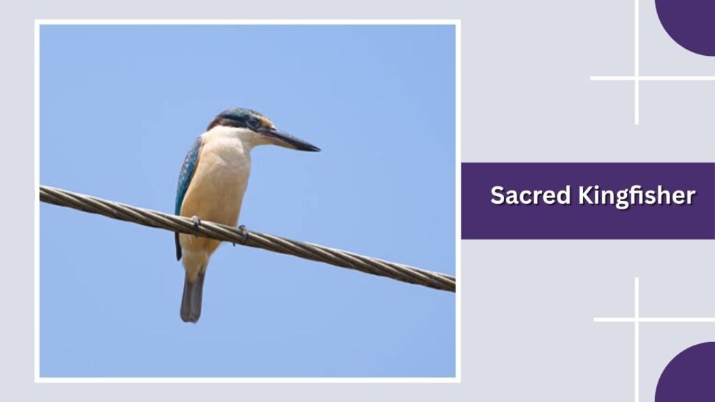  Sacred Kingfisher
