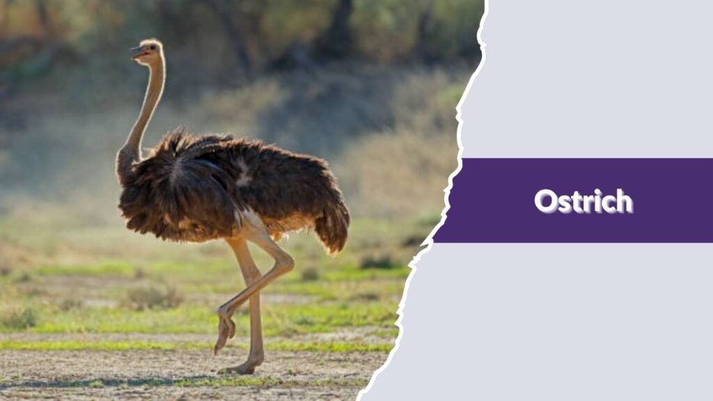 Ostrich