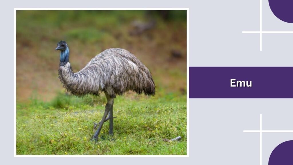 Emu