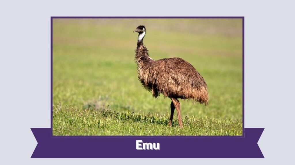 Emu