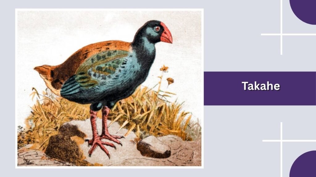 Takahe