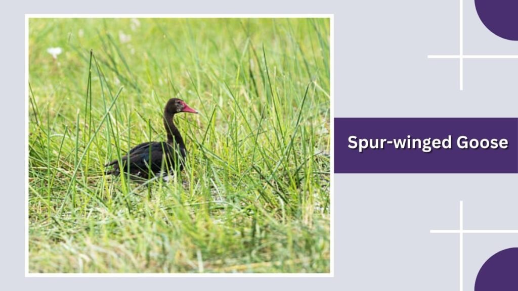  Spur-winged Goose