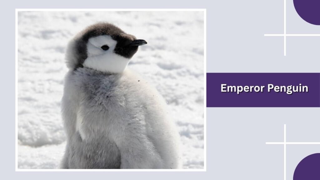 Emperor Penguin