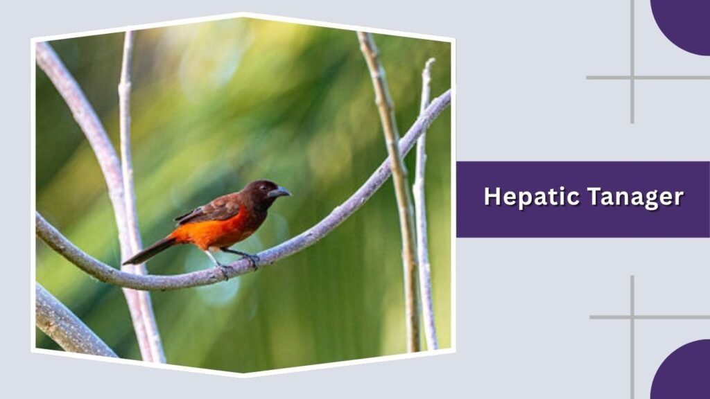 Hepatic Tanager