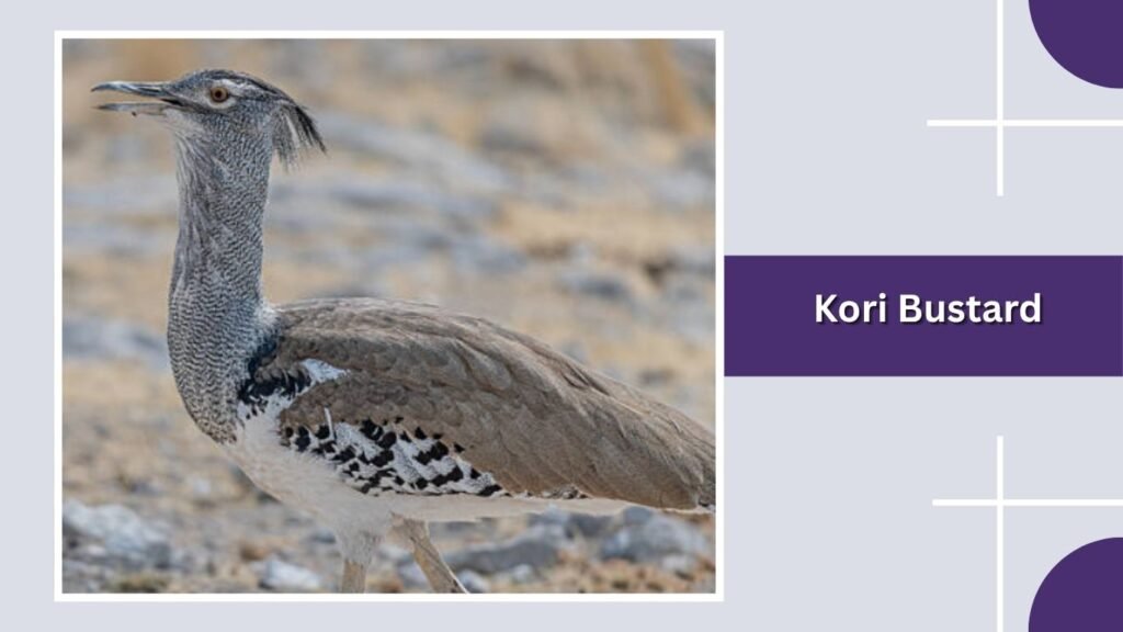  Kori Bustard